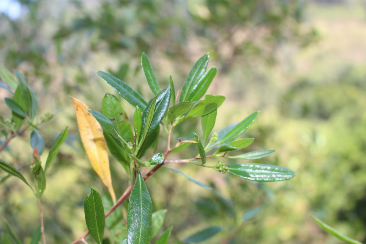 Dodonaea viscosa Jacq.